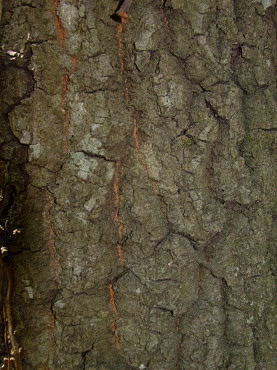 tipica corteccia del cerro