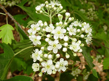 fiori di ciavardello