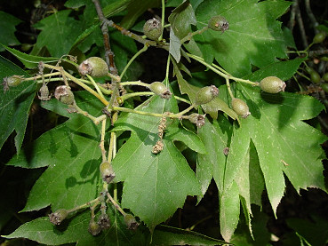 sorbe di ciavardello