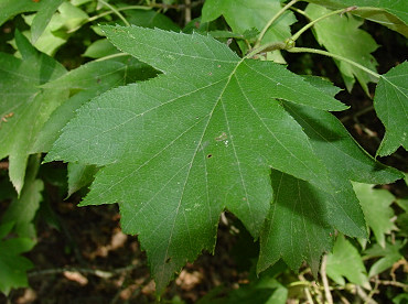 foglia di ciavardello