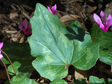 Foglia del ciclamino primaverile, Cyclamen repandum