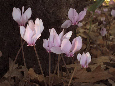 Il ciclamino invernale, Cyclamen hederifolium