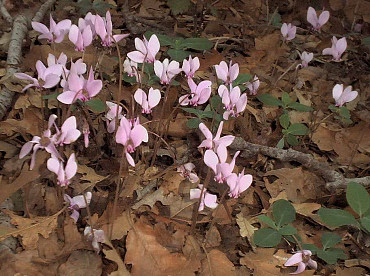 Il ciclamino invernale, Cyclamen hederifolium