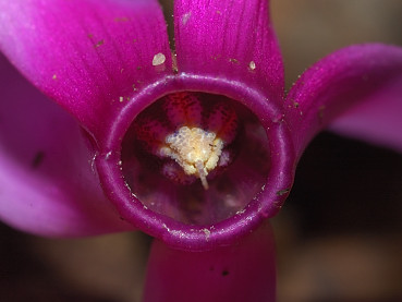 Il ciclamino primaverile, Cyclamen repandum