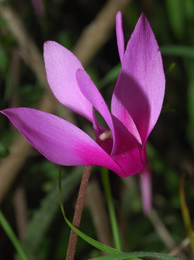 Il ciclamino primaverile, Cyclamen repandum