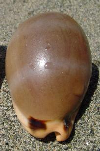 Luria lurida