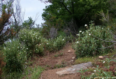 Fioriture di cisto maggiore