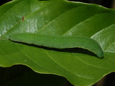 bruco di Gonepteryx sp.
