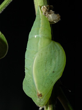 Crisalide di Gonepteryx sp.