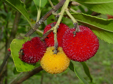 frutti di corbezzolo