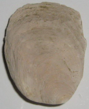 Crepidula unguiformis