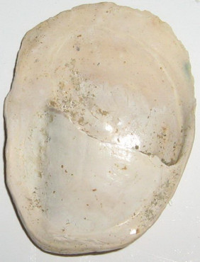 Crepidula unguiformis