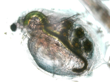 dafnia femmina con uova sul dorso
