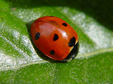 coccinella