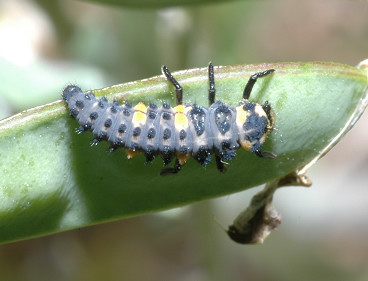 larva di coccinella