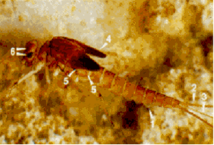 larva di chironomide