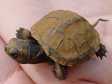 Piccolo di Emys orbicularis