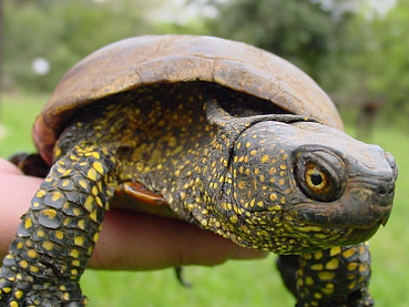 Adulto di Emys orbicularis