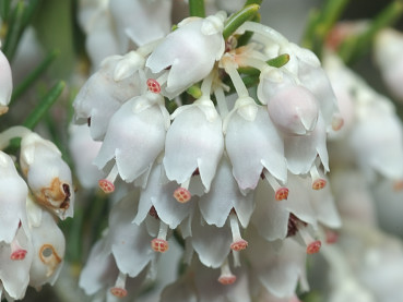fiori di erica arborea