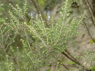 erica arborea