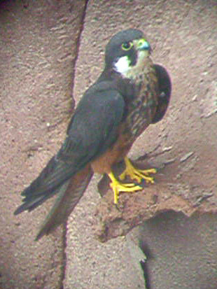 Maschio di falco della regina