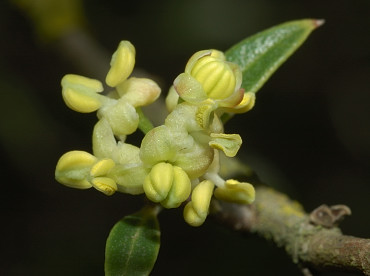 fiori di fillirea