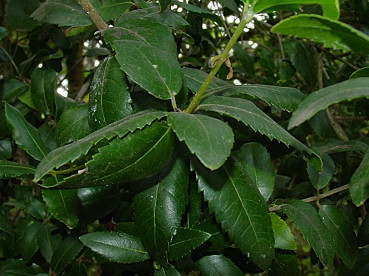 foglia di fillirea