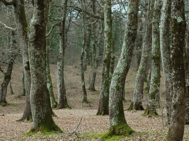 bosco di Manziana