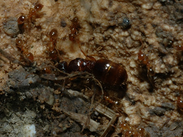 Formica sp.