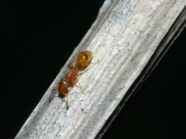 Leptothorax sp.