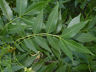 foglia di frassino