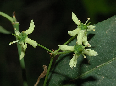 fiori di fusaggine