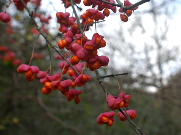 frutti di fusaggine