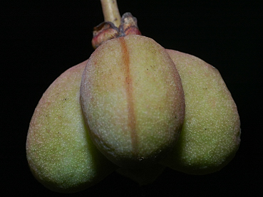frutto non maturo di fusaggine
