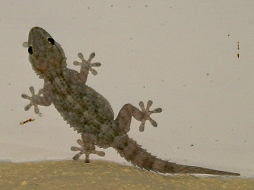 Tarentula mauretanica