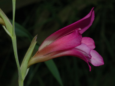 Fiore di gladiolo dei campi