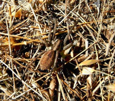 Femmina di Hogna radiata in un terreno stepposo a pascolo