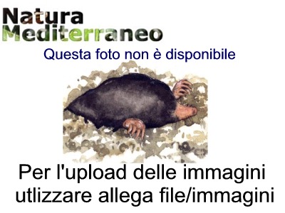 Altra grotta...altri funghi