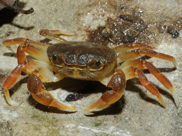 granchio di fiume