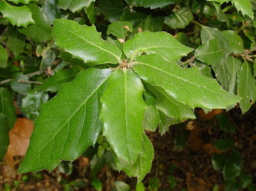 foglia di leccio
