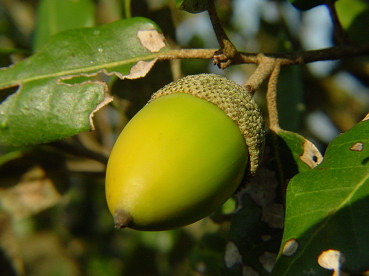 Ghianda di leccio