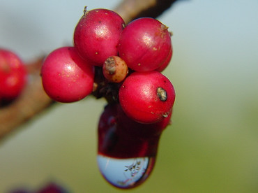 bacche del lentisco