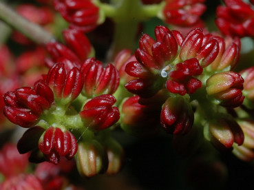 fiori maschili del lentisco