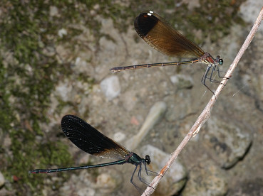 Maschio e femmina di Calopteryx haemorrhoidalis
