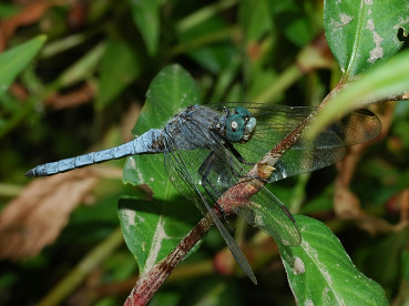 maschio di Orthetrum coerulescens