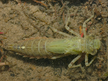 Boyeria irene: larva di anisottero