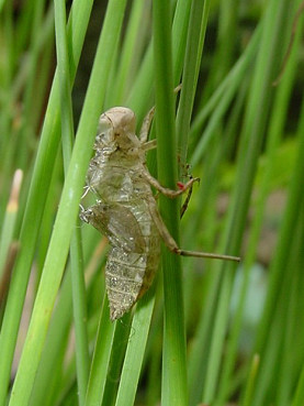 Exuvia