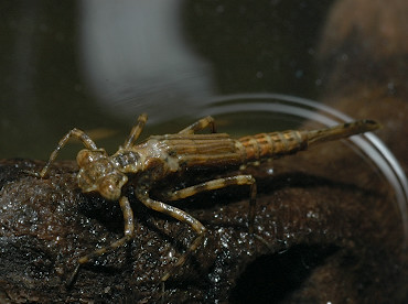 larva di zigottero
