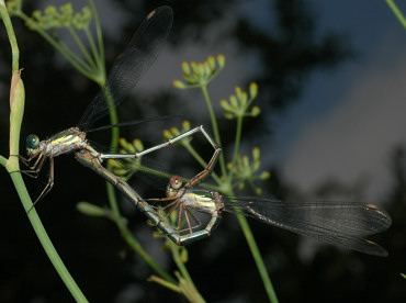 accoppiamento di Lestes viridis