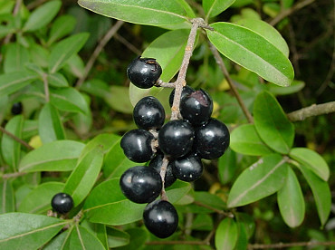 Bacche di ligustro